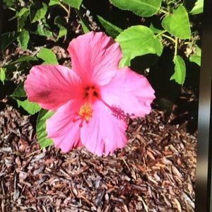 Meet your Posher, Dianne